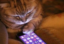 Видео приколы на телефон - весело и полезно