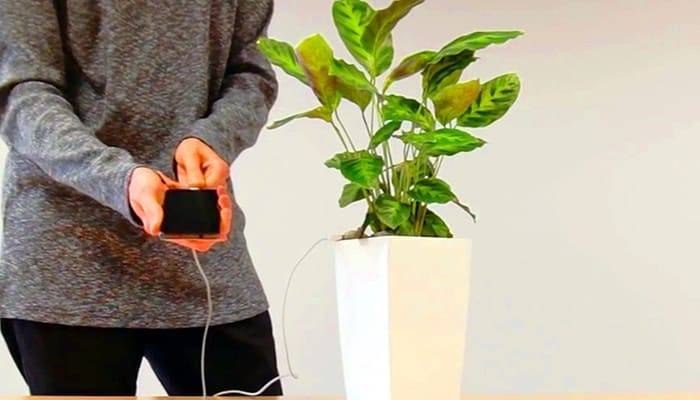 Растение заряжает смартфон